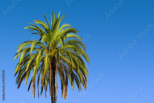 wasinghtonia robusta palm tree on blue gradient sky background