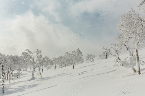 Snow covered trees on ski trails in Rusutsu, Hokkaido, Japan photo