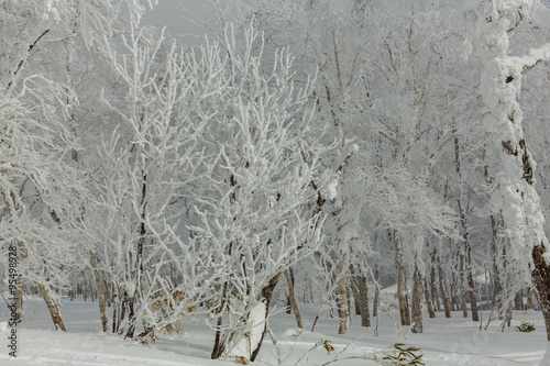Snow covered trees on ski trails in Rusutsu, Hokkaido, Japan photo