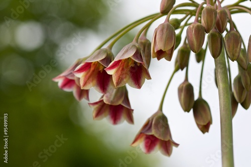 Nectaroscordum Siculum
