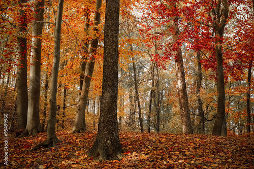 Asleep fall colors
