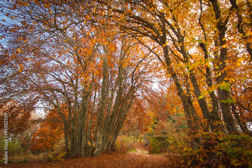 Viale autunnale tra gli alberi © Buffy1982