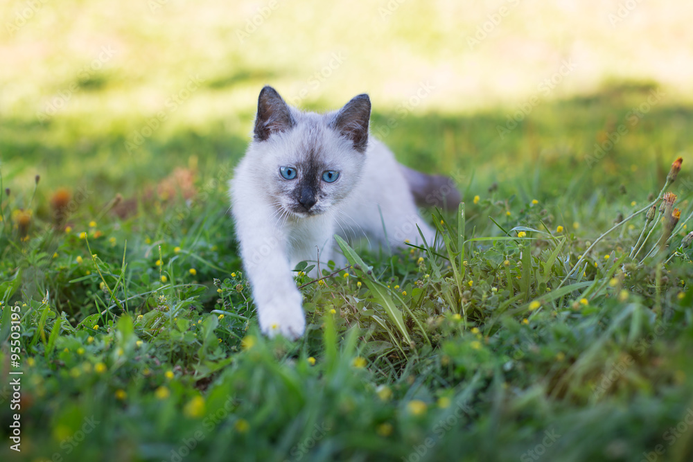 Thai cute kitten hunting Thai cute kitten hunting