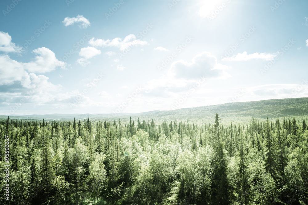 Obraz premium las w słoneczny dzień