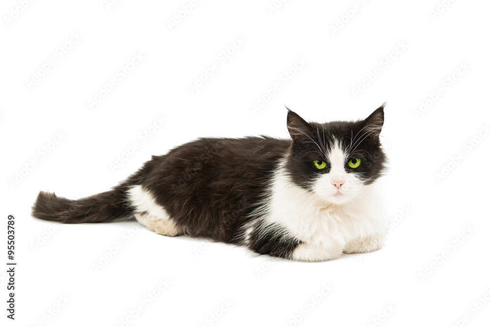 Black & white cat Black & white cat