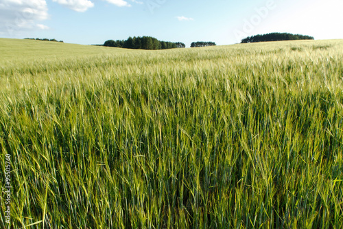 Green wheat on a field © Maksim Shebeko