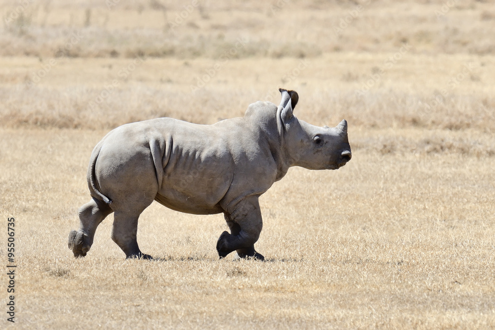 Obraz premium African white rhino