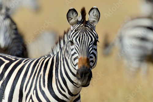 Zebra on grassland in Africa #95506729