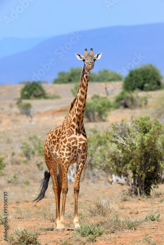 Giraffe in National park of Kenya