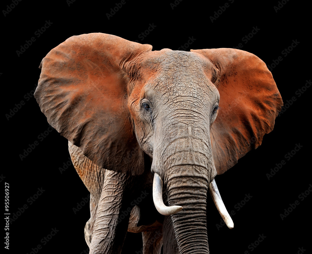 Obraz premium Elephant on dark background