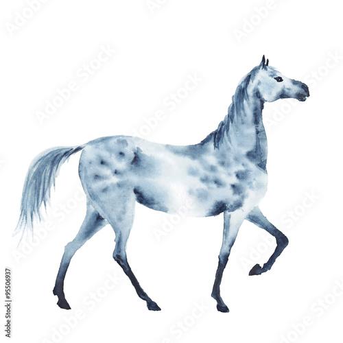 Watercolor dapple grey horse. Beautiful hand drawing illustration on white.