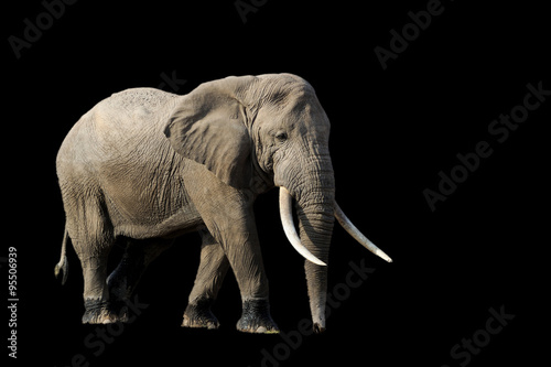 Elephant on dark background © byrdyak