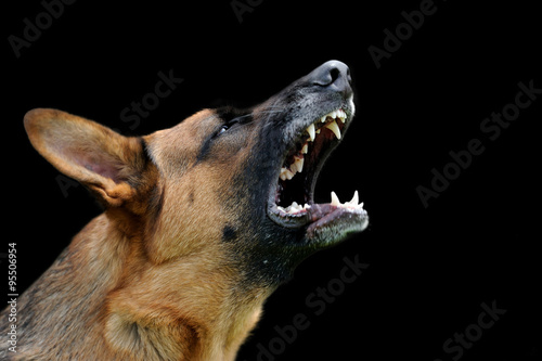 Angry dog on dark background