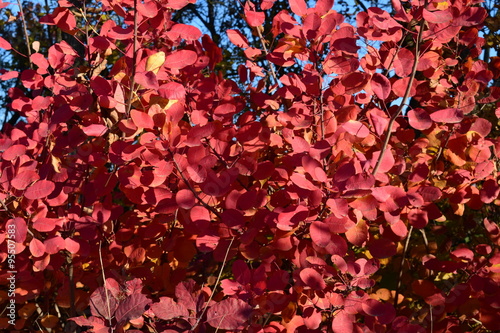 Autumn color leaves of cotinus coggygria growing in a forest belt.