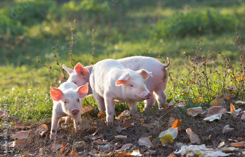 Piglets walking on farm