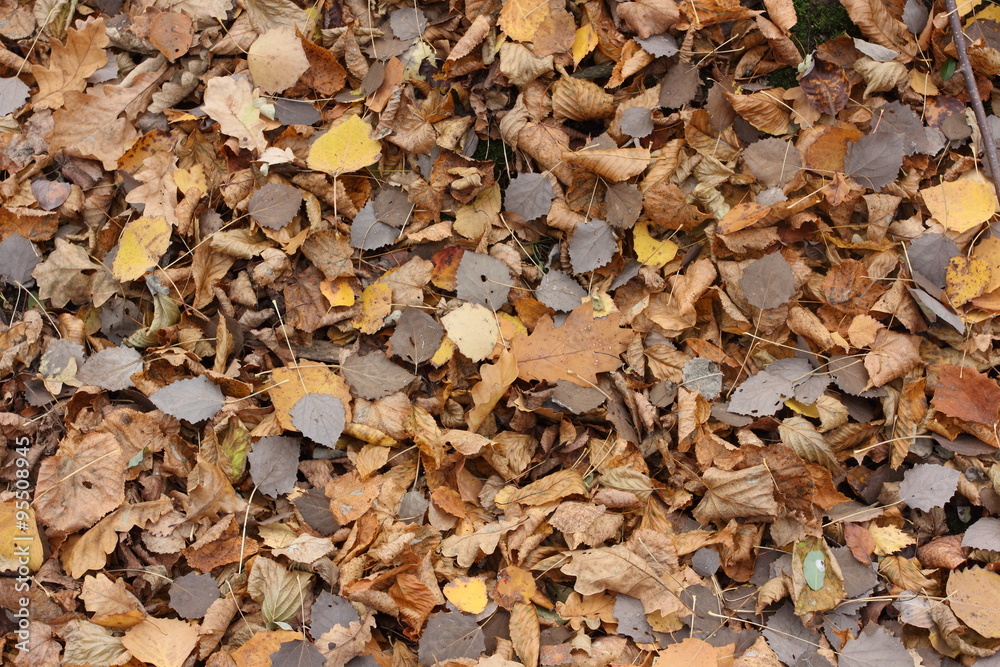 autumn leaves autumn leaves