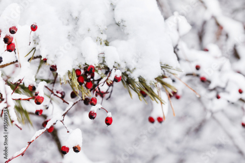 winter berries