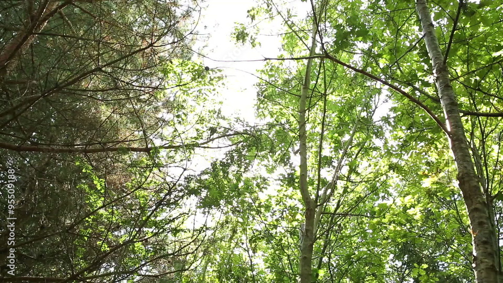 Panning through a forest canopy looking up with sunlight filtering through Panning through a forest canopy looking up with sunlight filtering through