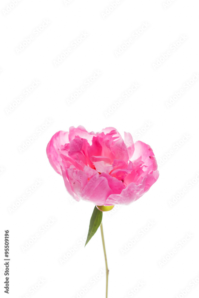 Obraz premium peony on the white