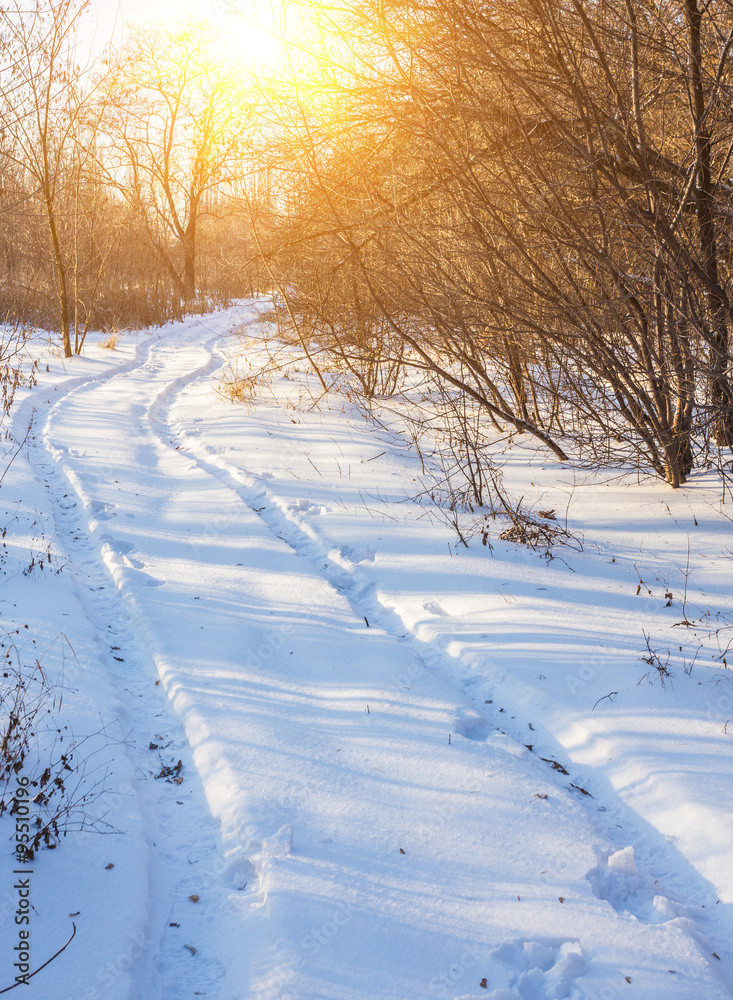 Winter landscape of frosty trees