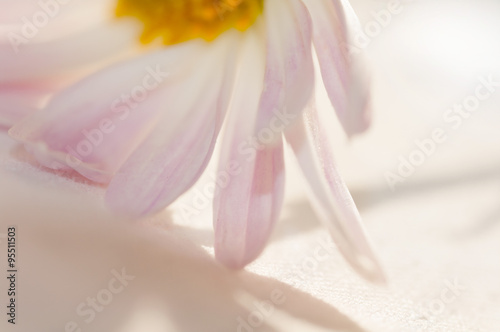 petals white Daisy close up