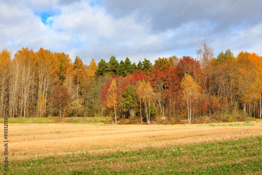 Landscape field trees autumn colors