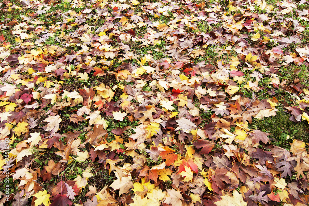 Colorful leaves cover on the ground in autumn