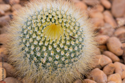 Close up cactus.