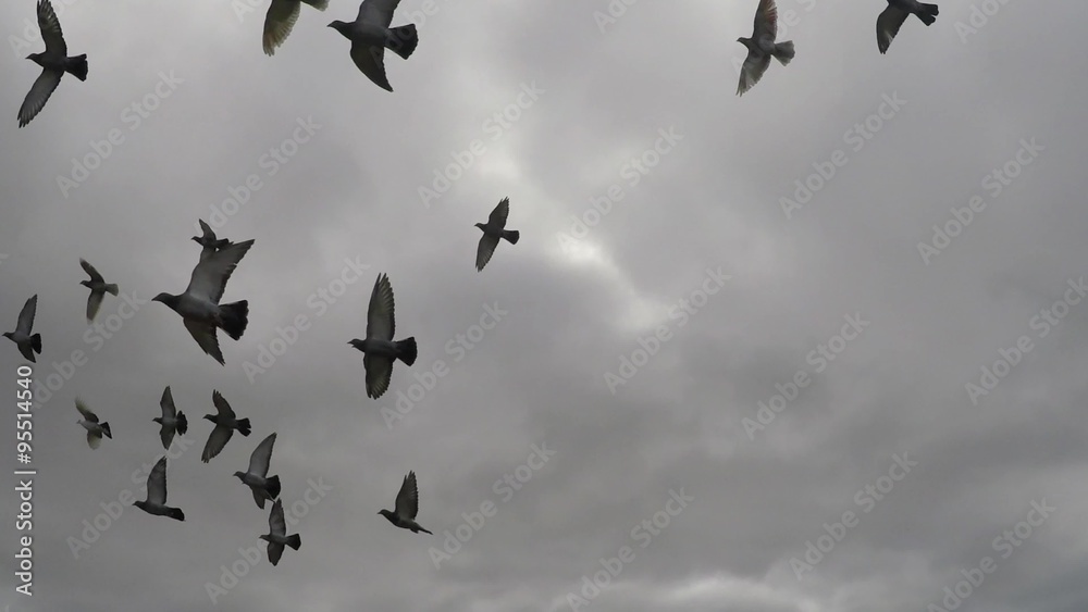 palomas volar / cielo nublado