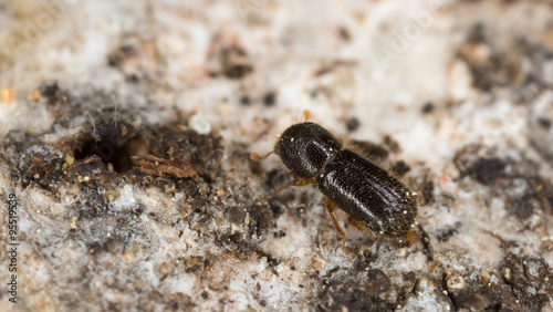 Ambrosia beetle  Xyleborus cryptographus on aspen wood