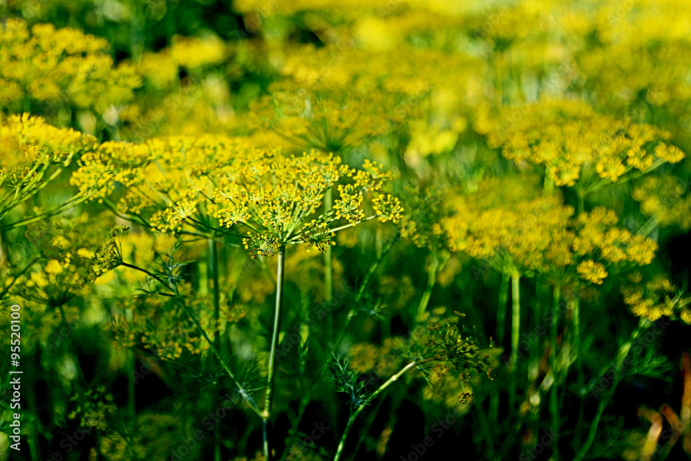 Obraz premium fennel flowers