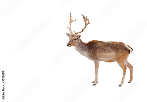 Elk in the woods isolated on white background