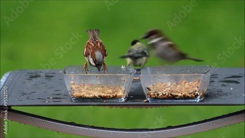 wild birds eating bird seed, green background 
