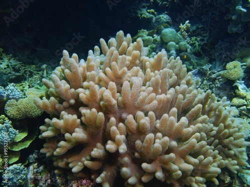 Soft coral, Island Bali © vodolaz