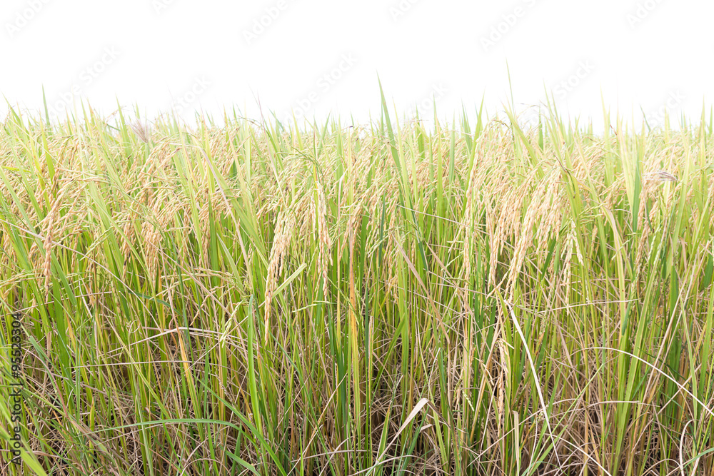 Rice fields in the tropics on white