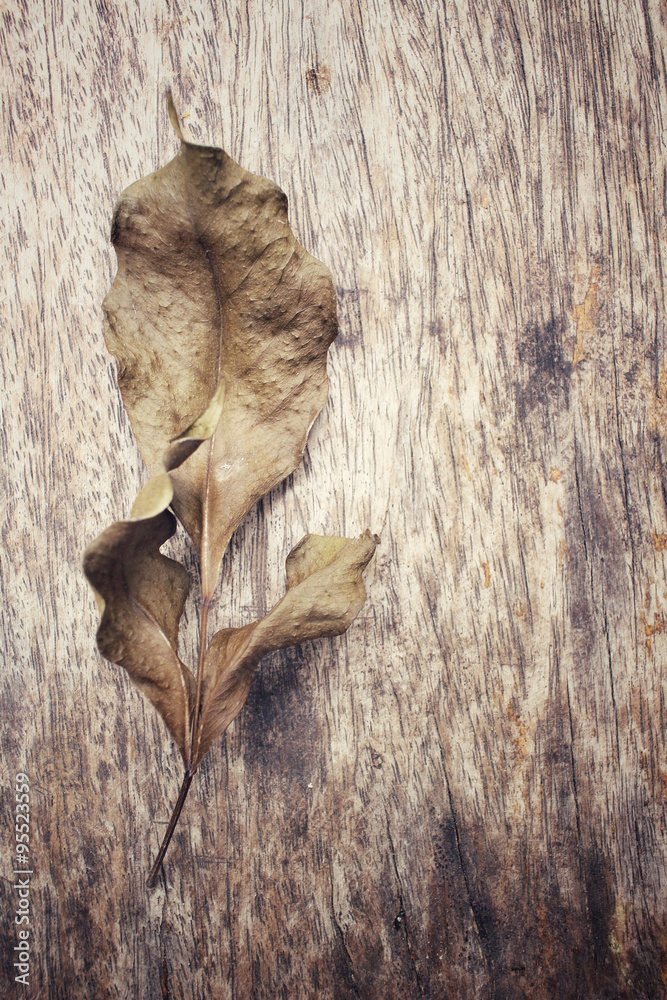 Obraz premium Dried leaves