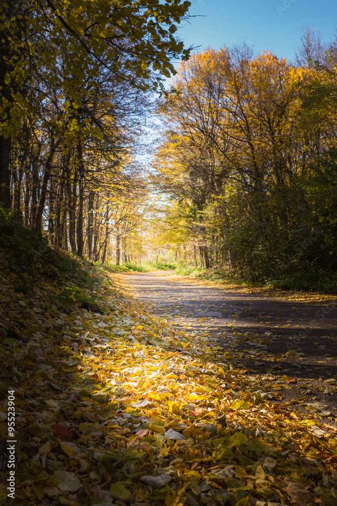 Fototapeta premium Pathway through the autumn forest