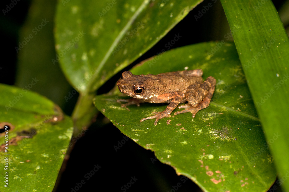 The common mist frog Litoria rheocola is native to the flowing streams The common mist frog Litoria rheocola is native to the flowing streams