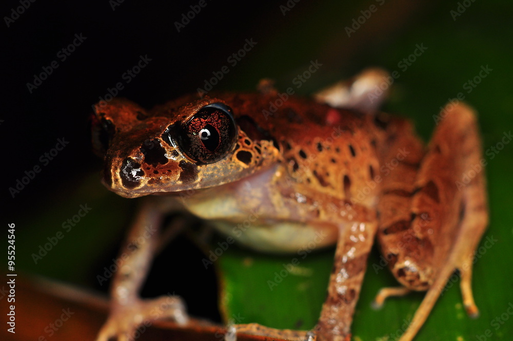 The common mist frog Litoria rheocola is native to the flowing streams The common mist frog Litoria rheocola is native to the flowing streams