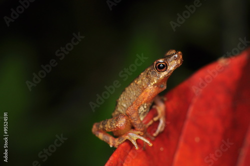 The common mist frog Litoria rheocola is native to the flowing streams 
