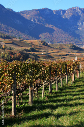 Autunno a Caldaro, Alto Adige Sud Tirol, sulla strada del Vino, tra Bolzano e Termeno photo