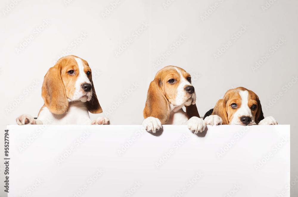 Cute Beagle puppies for a white tablet for text Cute Beagle puppies for a white tablet for text