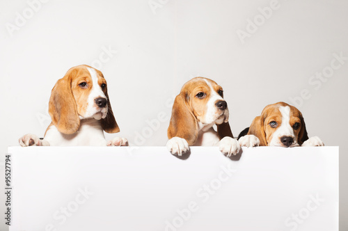 Cute Beagle puppies for a white tablet for text © nidvoray
