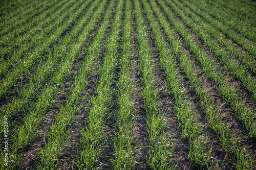 Wheat in the Spring/View in the spring of the rows of wheat in a field.