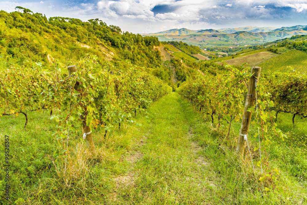 green vineyards of Italian hills