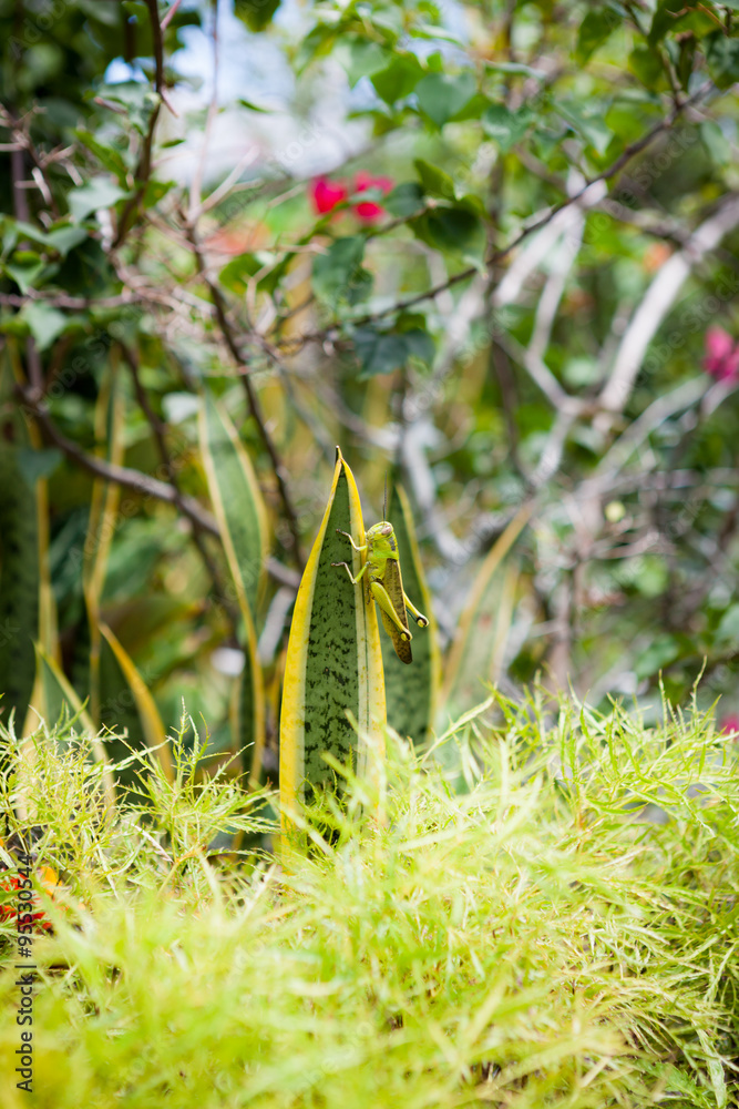Grasshopper on a leaf