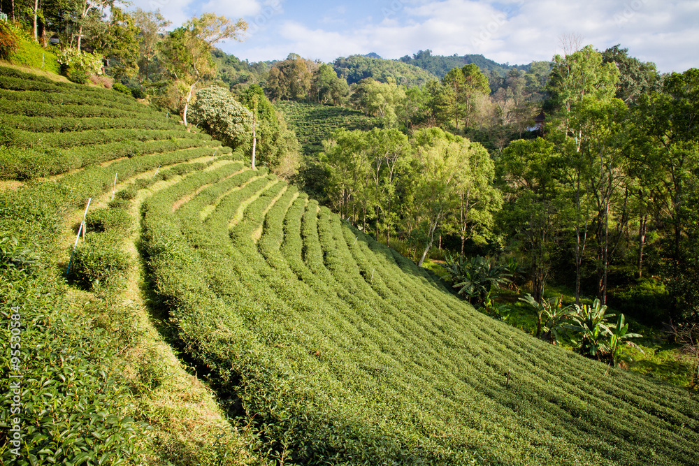 Green tea plantations in the valley of northern Thailand.