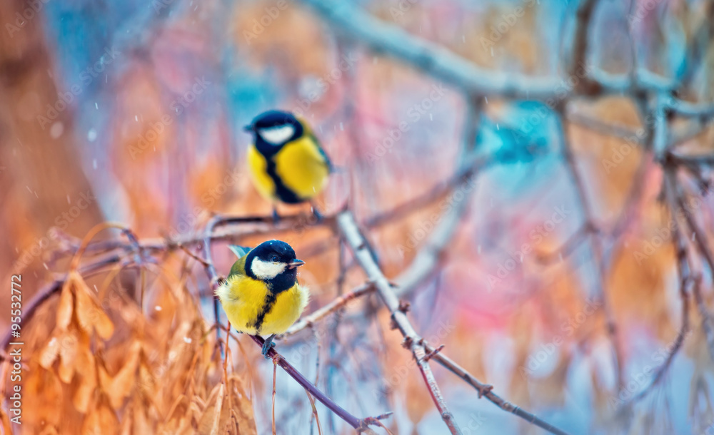 Fototapeta premium great titmouse on a branch