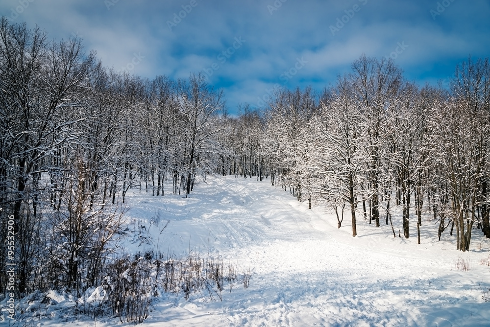 Winter landscape in snow forest. Alley in snowy forest Winter landscape in snow forest. Alley in snowy forest
