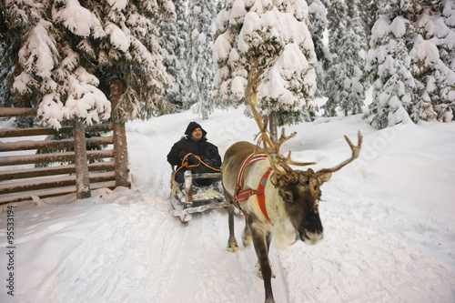 Winter Lapland Reindeer sled racing in Ruka in Finland